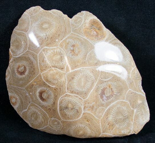 Polished Fossil Coral Head - Very Detailed #9338